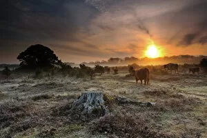 Forest artwork Jigsaw Puzzle Collection: Dawn in New Forest