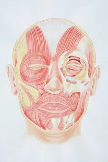 Human Body Collection: Diagram of facial muscles, front view