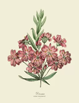 Botanical artwork Metal Print Collection: Diosma Plant, Victorian Botanical Illustration