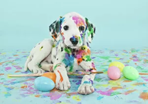 Fine Art Collection: Easter Dalmatain puppy