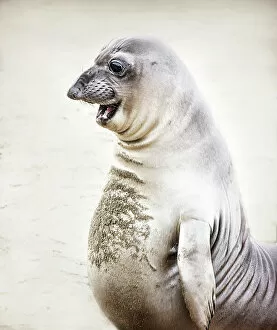 Elephant Seal Collection: Elephant Seal Standing Up with Funny Face