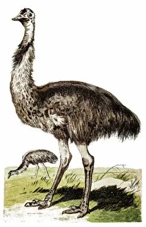 Emu Mouse Mat Collection: Emu (Dromaius novaehollandiae)