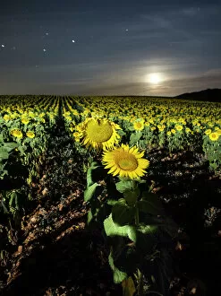Valencia Fine Art Print Collection: Field of sunflowers with full moon