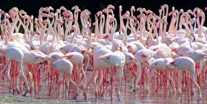 Gregarious Flamingos Collection: Flamingo flock, Ras al Khor Sanctuary, Dubai