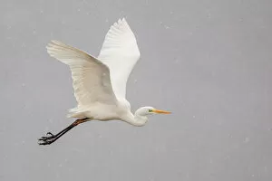 Ardeidae Collection: Great Egret or Great White Heron -Ardea alba- in flight, North Hesse, Hesse, Germany