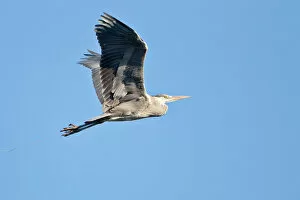 Animal Wing Collection: Grey Heron -Ardea cinerea-, in flight, North Hesse, Hesse, Germany
