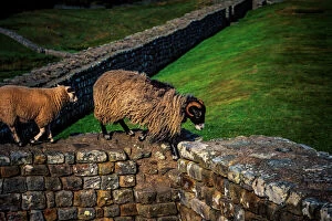 Photography Jigsaw Puzzle Collection: Hadrians Wall