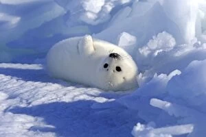Focus On Foreground Collection: Harp Seal or Saddleback Seal -Pagophilus groenlandicus, Phoca groenlandica- pup on pack ice