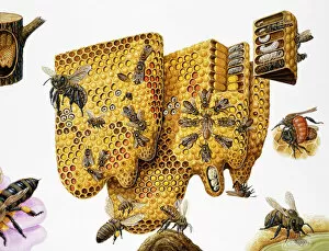 Top Sellers - Art Prints Jigsaw Puzzle Collection: Honey bees, (Apis mellifera) honeycomb and life cycle, expanded cross-section and insets