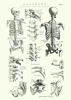 Vintage Posters: Human Anatomy - Backbone including Ribs and Pelvis