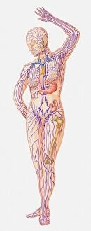Watercolor paintings Canvas Print Collection: Illustration of female lymphatic system
