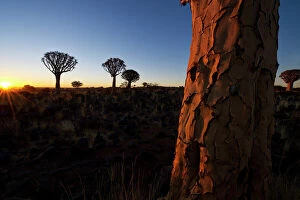 Landscape paintings Mouse Mat Collection: Landscape photo of the Quiver Tree Forest at Sunset, Keetmanshoop, Namibia