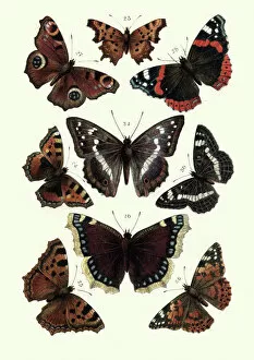 White Admiral Collection: Lepidoptera, Butterflies, tortoiseshell butterfly, Red admiral, Painted lady