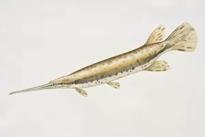 Gar Collection: Longnose Gar (Lepisosteus osseus), long fish with a long horn like mouth