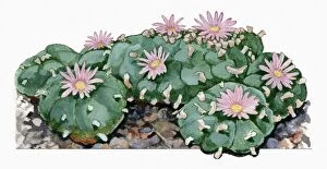 Watercolor paintings Fine Art Print Collection: Lophophora williamsii (Peyote) cactus woth pink flowers illustration