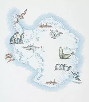 Seals Collection: Map of Antarctica overlaid with illustrations of Sea Gulls, Penguins, Elephant Seal