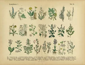 Design Collection: Medicinal and Herbal Plants, Victorian Botanical Illustration