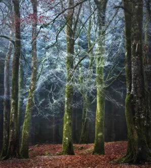 5 Dec 2016 Canvas Print Collection: Into the Mystic - Scotland Forest