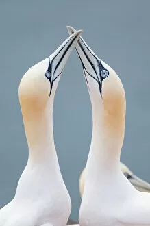 Focus On Foreground Collection: Two Northern Gannets -Morus bassanus- touching beaks to greet each other, Heligoland