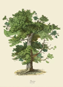 Botanical watercolor art Poster Print Collection: Oak Tree or Quercus, Victorian Botanical Illustration