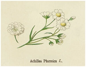 Botanical Illustrations Collection: Old chromolithograph illustration of Botany, sneezewort, sneezeweed, bastard pellitory