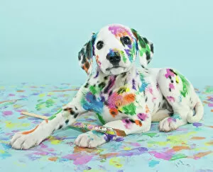 Postcard Jigsaw Puzzle Collection: Painted puppy