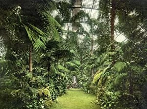 Historic Illustration Collection: In the Palm House, Palmengarten in Frankfurt, Hesse, Germany, Historic
