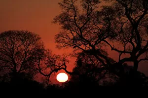 Landscape Scenery Collection: Pantanal Sunrise