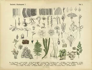 Design Collection: Plant Anatomy, Victorian Botanical Illustration