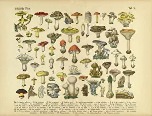 Print Collection: Poisonous Mushrooms, Victorian Botanical Illustration