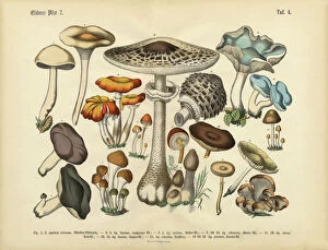 Edible Mushrooms, Victorian Botanical Illustration Canvas Print Collection: Rare, Beautifully Illustrated Antique Engraved Victorian Botanical