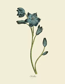 Scented Collection: Scillia Plants, Victorian Botanical Illustration
