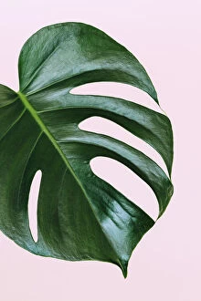 Minimalist art Poster Print Collection: Single leaf of Monstera deliciosa palm plant on pink background