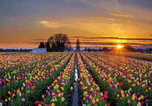 Colors Collection: Sunset over tulip field