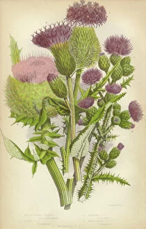 The Flowering Plants and Ferns of Great Britain Framed Print Collection: Thistle, Milk Thistle, Musk Thistle, Scotland, Victorian Botanical Illustration