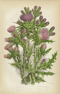 Design Collection: Thistle, Milk Thistle, Musk Thistle, Scotland, Victorian Botanical Illustration