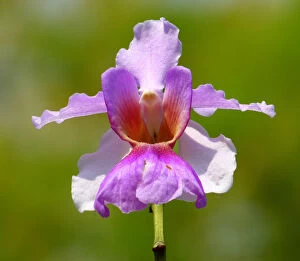 Tropical Climate Collection: Vanda miss joaquim orchid, national flower of Singapore
