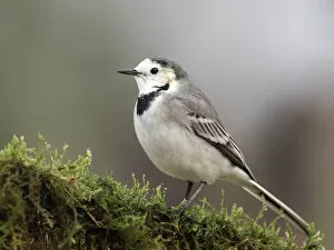 Copy Space Collection: White wagtail (Motacilla alba), standing on a branch of tree. Spain, Europe