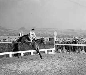 Sixties Collection: Pat Taaffe on Irish-trained Arkle takes the last fence ahead of English champion Mill House