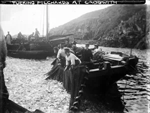 Related Images Framed Print Collection: Tucking Pilchards at Cadgwith, Cornwall. Late 1800s
