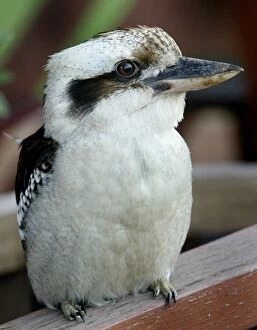 Vertical Collection: Australia-Nature-Kookaburra