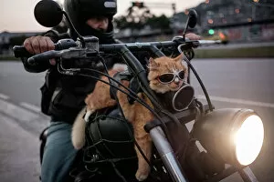 Offbeat Collection: Brazil-Biker-Cat