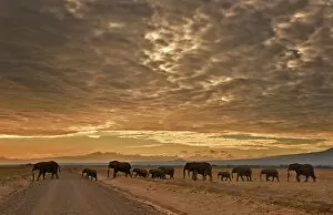 Africa Photo Mug Collection: Kenya-Nature-Conservation-Animal-Elephant-Wildlife-Feature