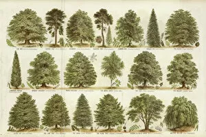 Sycamore Collection: Our British Forest Trees (colour litho)