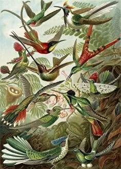 Discovered Collection: Illustration shows hummingbirds. Trochilidae