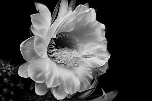 Giant Collection: Argentine Giant Cactus Bloom in B&W