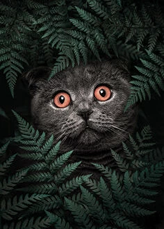 Surrealism art Framed Print Collection: British Shorthair Cat