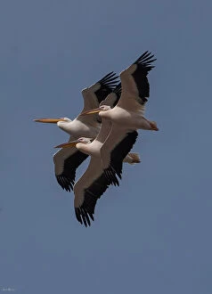 Related Images Poster Print Collection: The flight of three pelicans