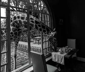Surrealism Metal Print Collection: Giraffe Manor in kenya