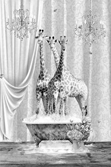 Surrealism art Collection: Three Giraffes & Bubbles Black & White